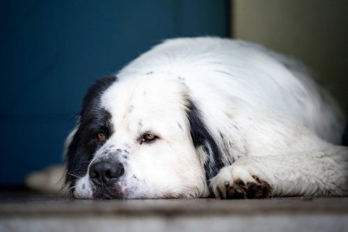 Was Halter über Staupe bei Hunden wissen sollten