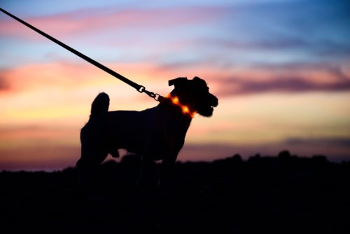 Die 11 besten Leuchthalsbänder für Hunde im Vergleich