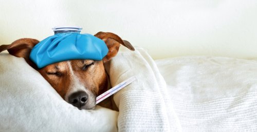 Können Hunde vortäuschen, krank zu sein?