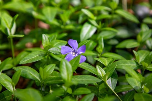 Auf welche Bodendecker man im Garten besser verzichten sollte
