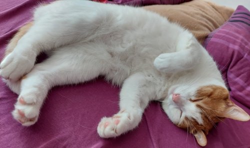 Brot, Hörnchen oder Brezel? 14 Schlafpositionen von Katzen erklärt