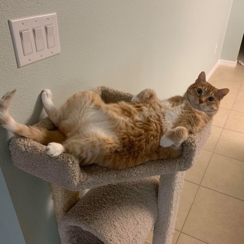 35 Adorable And Cozy Photos Of Pets With Their Little Feet Curled Up