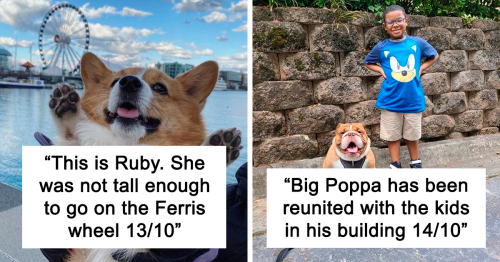 The “WeRateDogs” Twitter Account With 9M Followers Rates People’s Dogs, And It’s As Hilarious As It Is Wholesome (50 New Pics)