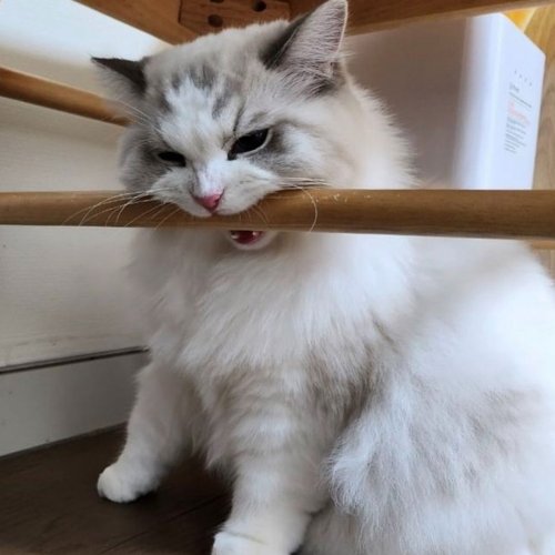 114 Hilarious Moments Of Pets Being All Drama, No Solutions (New Pics)
