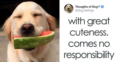 70 Of The Most Hilarious And Wholesome Dog Thoughts, As Shared By This Twitter Account (New Pics)