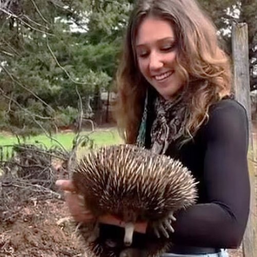 “Coward”: US Woman Who Snatched Baby Wombat, Angered Locals, Is Out Of Australia