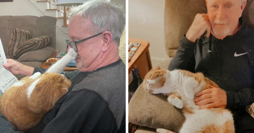 Cat Refuses To Leave The Side Of His Grandpa Who’s Fighting Cancer