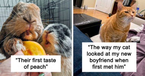 50 Of The Funniest And Cutest Pets’ Reactions To Trying Something They’d Never Tried Before (New Pics)
