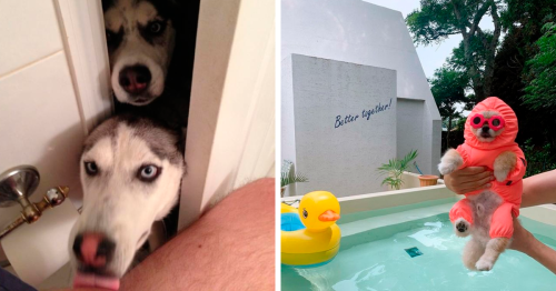 “What Kind Of Dog Is This”: 137 Pics Of Goofy Dogs That People Just Had ...