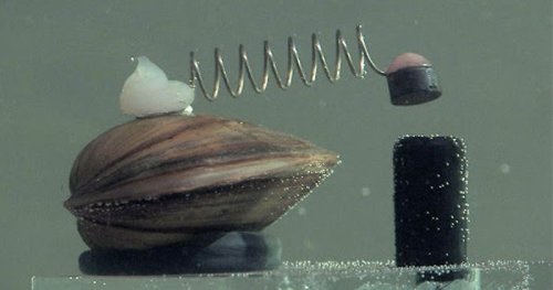 Someone Explains How Poland Uses Clams To Control Its Water Supply And It’s Pretty Crazy