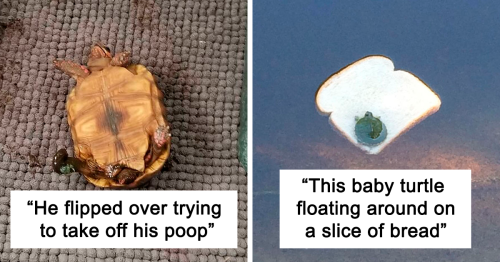 183 Times People Captured Turtles Being Ridiculous And Adorable