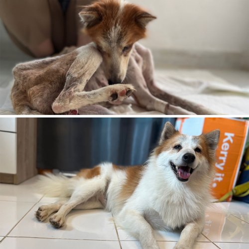 This Man Started Feeding Stray Dogs, Now He Runs A Full-Time Rescue That Saves Hundreds (17 Pics)