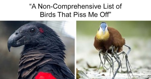 Person Compiles “A Non-Comprehensive List Of Birds That Piss Me Off”, And It’s A Hilariously Nonsensical Read