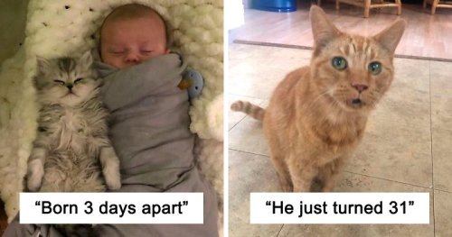 50 Wholesome Cat Posts To Make You Feel Warm Inside