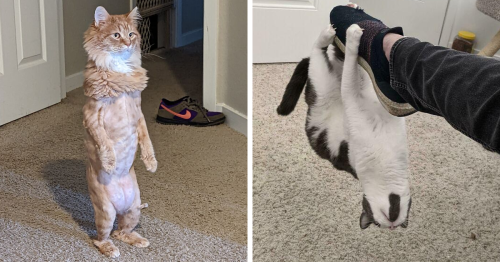 65 Of The Funniest Cat Pictures On The Internet (New Pics)