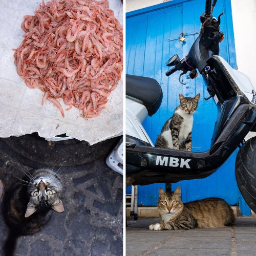 I Photographed Stray Cats Hours Before An Earthquake In Morocco, And Here’s The Result (40 Pics)