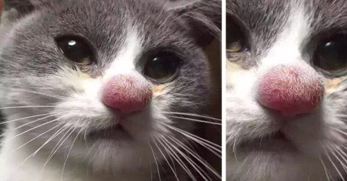 37 Cats Who Got Stung By Bees And Wasps
