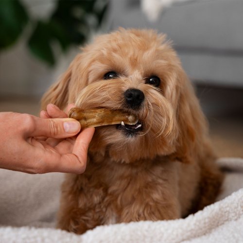 Common Dog Food Allergies: Symptoms and Treatment Options