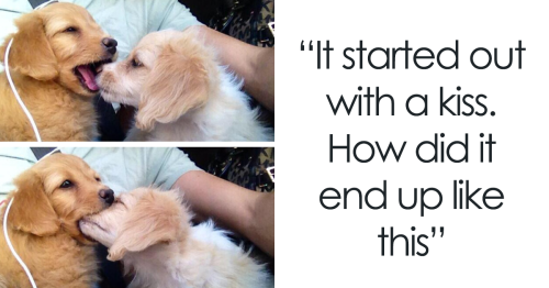This Instagram Page Shares Memes That Dog Owners Might Find Amusingly Accurate (85 Pics) Interview