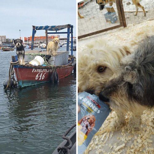 Two Dogs Stranded At Sea On A Boat For Over A Year Are Finally Rescued Off Chilean Coast