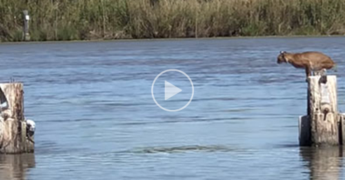 Wild Bobcat Makes This Huge Leap Over The River Seem Effortless And The Video Goes Viral