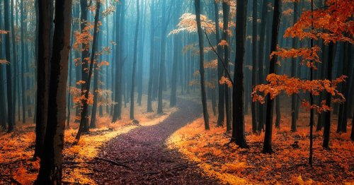 Dream-Like Autumn Forests By Czech Photographer Janek Sedlář