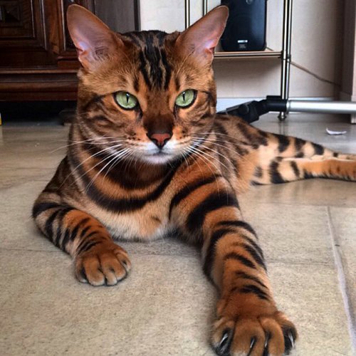 World's Most Beautiful Cats - Did Yours Make the List?