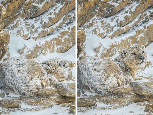 ‘When You See It’: 40 Perfectly Camouflaged Things That Will Probably Take Too Long To Find (New Pics)