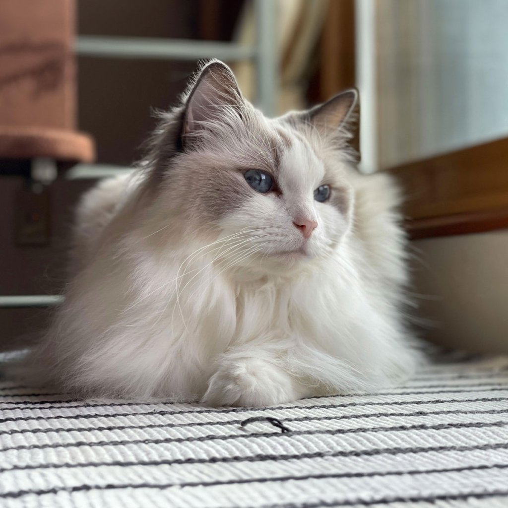 Pet WELLNESS by bored panda - cover