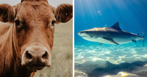 74 People Share Which Animals Deserve More Love And Recognition
