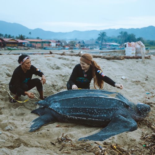 The Leatherback Project Is Protecting Endangered Marine Species By Tagging Turtles