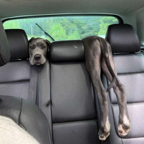 50 Hilarious Great Dane Pics That Prove Just How Wonderfully Oblivious Of Their Size They Are