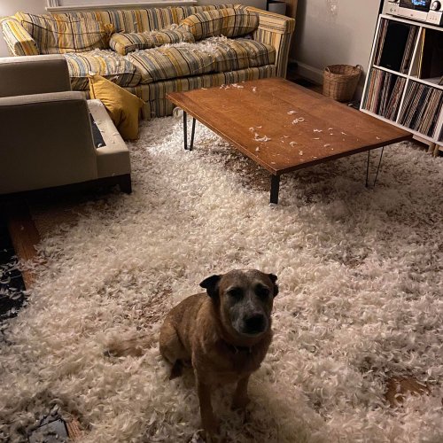 118 Dogs Who Decided To Destroy Something Just Because They Could And Got Caught Red-Handed