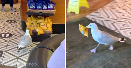 Steven The Seagull Steals An Estimated £300 Worth Of Food From Tesco, One Snack Packet At A Time