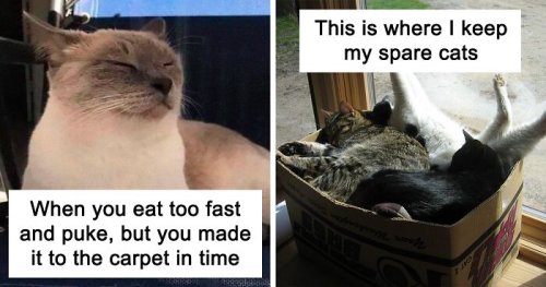 50 Cat Memes Created By People Clearly Living With One | Flipboard