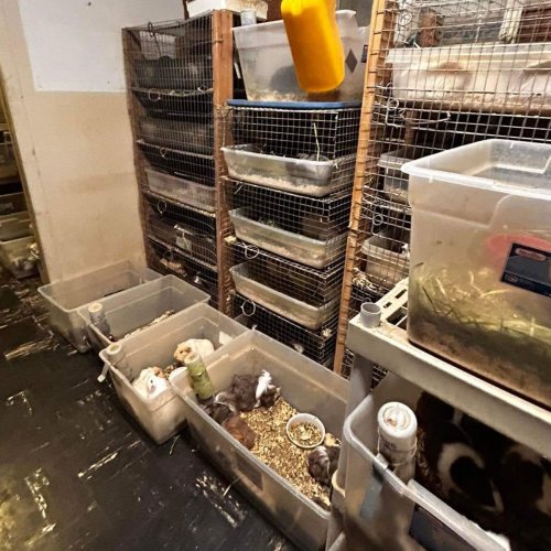 “It’s Insane”: Animal Shelter Left Desperate After Rescuing 500 Guinea Pigs From Hoarder