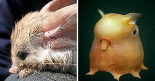 Weird, Funny, Or Bizarre Creatures Of The Earth Shared By This Instagram Account (30 Pics)
