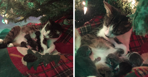 Cat Gives Birth Under Christmas Tree, And It’s The Best Present Ever
