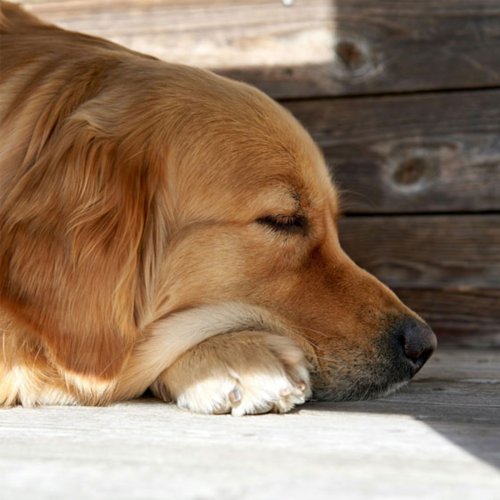 How Much Do Senior Dogs Sleep: Should You Worry?