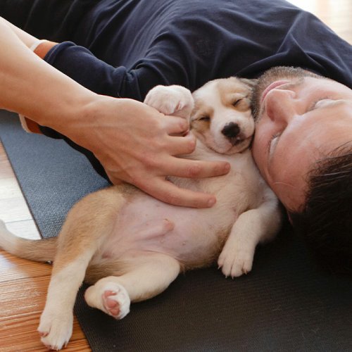 Yoga With Homeless Puppies Adds Twist To Traditional “Puppy Yoga” Trend To Promote Adoptions