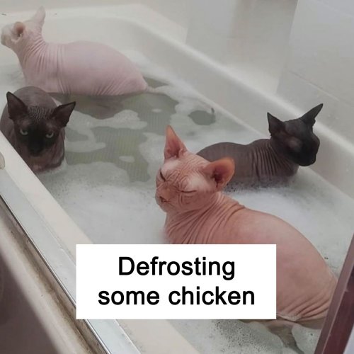 Your Daily Dose Of Kitty Content, Courtesy Of ‘Cattos Being Cattos’ (50 Posts)