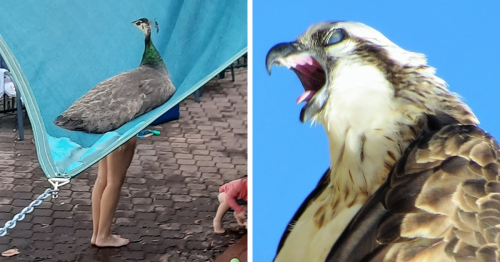 This Online Group Shares The Best Of The Worst Bird Photography Pics And Here Are 62 Of The Funniest Ones