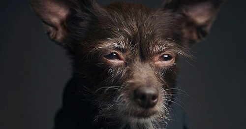 Expressive Animal Portraits Reveal Their Strong ‘Human’ Emotions
