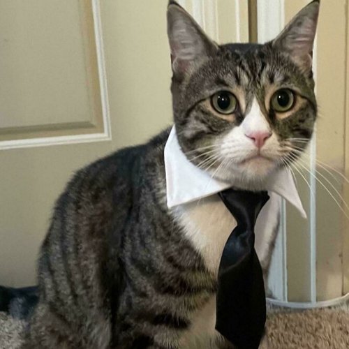 30 Business Cats That Wouldn’t Be Out Of Place In The Most Serious Of Offices