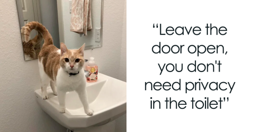 46 Cats Who Made Their Own House Rules, As Shared By People Online