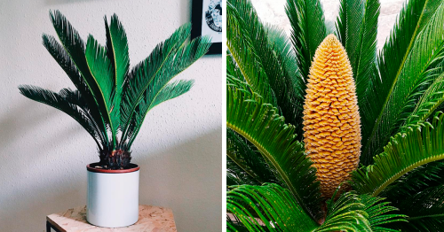 Sago Palm Care Guide: Easy-To-Grow And Perfect For Beginners