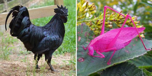 79 Animals With Unexpected Colors