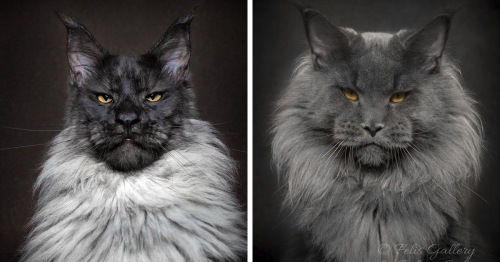 Mythical Beasts: Photographer Captures The Majestic Beauty Of Maine Coons (New Pics)