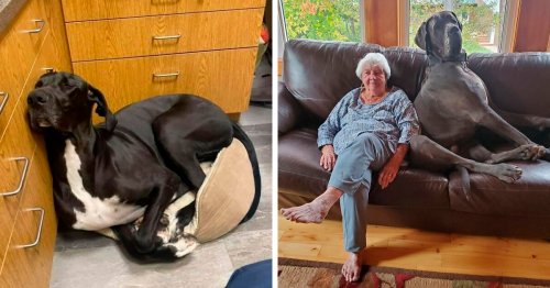130 Funny Pics Of Great Danes With No Regard For Their Size (New Pics)