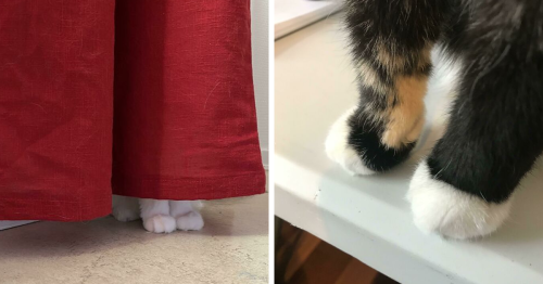 40 Of The Cutest “Kitty Cankles” Every Cat Lover Will Perhaps Admire, As Shared In This Online Group